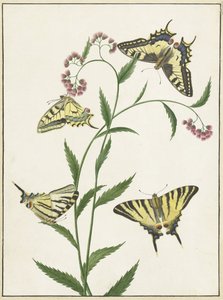 Vier Schmetterlinge auf Blumen