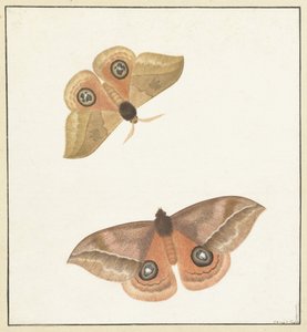 Zwei Schmetterlinge