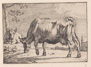 Die weidende Kuh, aus Verschiedene Ochsen und Kühe von Paulus Potter