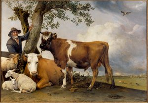 Der junge Stier von Paulus Potter