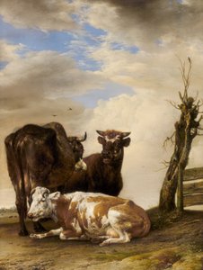 Zwei Kühe und ein junger Stier neben einem Zaun auf einer Wiese
