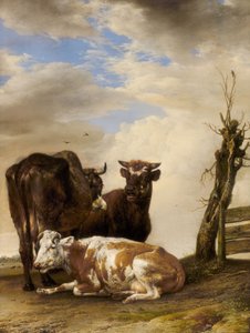Zwei Kühe und ein junger Stier neben einem Zaun auf einer Wiese