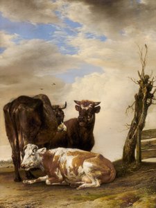 Zwei Kühe und ein junger Stier neben einem Zaun auf einer Wiese