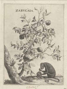 Zabucaiabaum und ein Affe