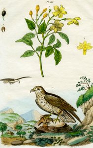 Jasmin und Kurzzehenadler