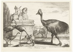Kasuar, Purpurhuhn und Flamingos von Peeter Boel (attributed to)