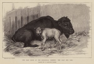 Bison und Kalb im Londoner Zoo von Percy Harland Fisher