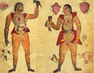 Anatomische Illustration eines Mannes und einer Frau, die ihre eigenen inneren Organe halten, veröffentlicht in Tibb-i Akbar, "Die Medizin von Akbar" um 1700