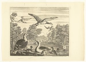 Möwen und Enten in einem Vogelteich (Verschiedene Vögel)