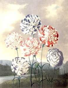 Eine Gruppe von Nelken: Dianthus caryophyllus, graviert von Caldwall, aus Thorntons 