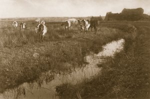 Rinder auf dem Marsch, ca. 1886
