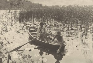 Wasserlilien sammeln