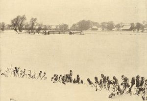Sumpfgräser von Peter Henry Emerson