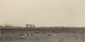 Marschland an der Nordsee von Peter Henry Emerson
