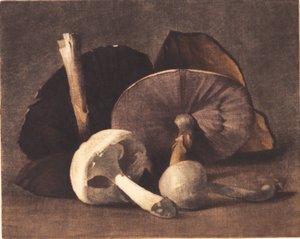 Weißer Champignon von Peter Vilhelm Ilsted