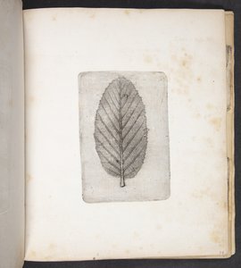 Abdruck eines Blattes von Peter Larsen Kyhl