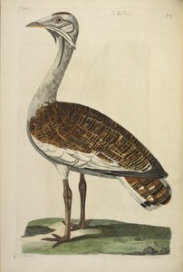 Der männliche Trappe, Illustration aus 