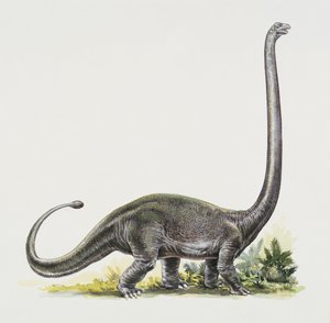 Seitenansicht eines Omeisaurus