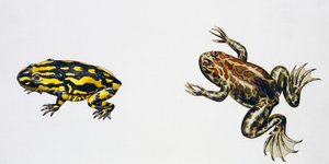 Triadobatrachus massinoti und Palaeobatrachus sp, Kunstwerk von Peter Ross