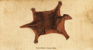 Philippinisches Flughörnchen, Cynocephalus volans, 1800 (Gravur)