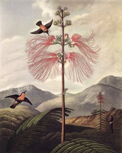 Große blühende empfindliche Pflanze, graviert von Thomas Medland (ca. 1765 – 1833) von Philip (after) Reinagle