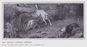 Alte englische Arbeitsterrier (Lithografie) von Philip (after) Reinagle