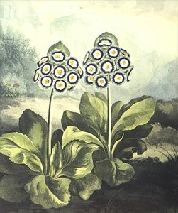 Primel: Primula auricula, graviert von Sutherland, aus Robert Thorntons "Temple of Flora" 1807 von Philip (after) Reinagle