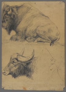 Bison und Kopf eines Wasserbüffels von Philip H. Wolfrom