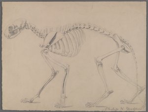 Skelett einer Katze von Philip H. Wolfrom