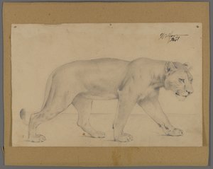 Schreitende Löwin von Philip H. Wolfrom