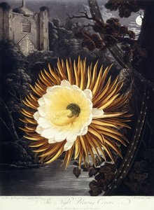 Die Nachtblühende Cereus, 1800