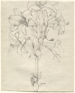 Ein Lilienstängel mit sechs Blüten von Philipp Otto Runge