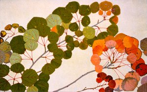 Populus tremula, oder Europäische Espe, 1907-09