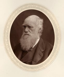 Porträt von Charles Darwin 1809-1882, 1877