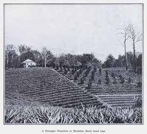 Eine Ananasplantage in Woombye, North Coast Line