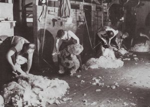 Eine wirklich australische Studie eines Scherenschuppens (s/w Foto) von Photographer Australian