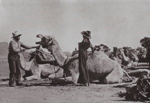 Kamelteams mit Aborigines in der Verantwortung versorgen abgelegene Posten in Zentralaustralien von Photographer Australian