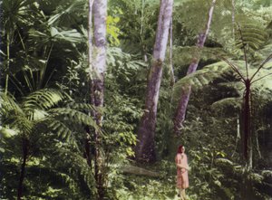 Queensland, Australien: Tropischer Dschungel (Foto)