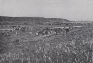 Weidevieh auf den hügeligen Hochländern von Alberta von Photographer Canadian
