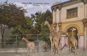 Kölner Zoo, Giraffen (Foto)