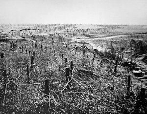 Stacheldrahtverteidigungen der deutschen Beaurevoir-Position, Teil der Hindenburglinie im Ersten Weltkrieg