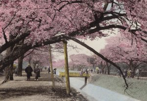 Japan, ca. 1912: Kirschblüte in Koganei, nahe Tokio von Photographer Japanese