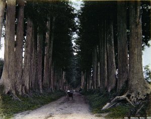 Rikscha auf einer baumgesäumten Straße in Nikko, ca. 1900