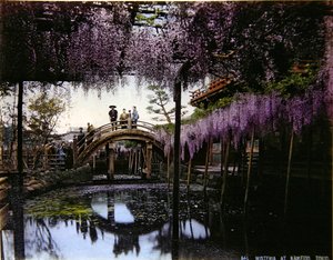 Blauregen in einem Garten in Kameido, ca. 1900