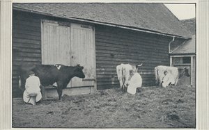 Kühe melken, 1910