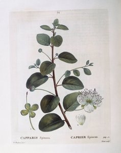 Kapernstrauch, botanische Tafel von Pierre Joseph Redouté
