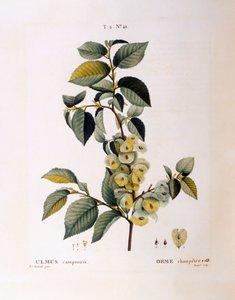 Feldulme (Ulmus campestris oder minor), botanische Tafel von Pierre Joseph Redouté von Pierre Joseph Redouté