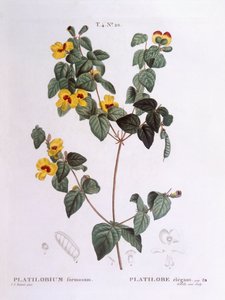 Schöne Flach-Erbse, botanische Tafel von Pierre Joseph Redouté