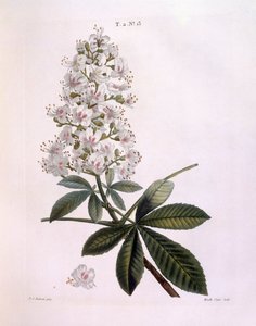 Rosskastanie (Aesculus hippocastanum) von Pierre Joseph Redouté