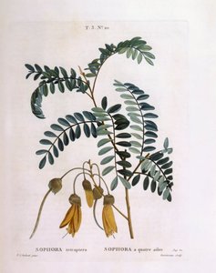 Kowhai (Sophora tetraptera oder Edwardsia grandiflora), botanische Tafel von Pierre Joseph Redouté von Pierre Joseph Redouté